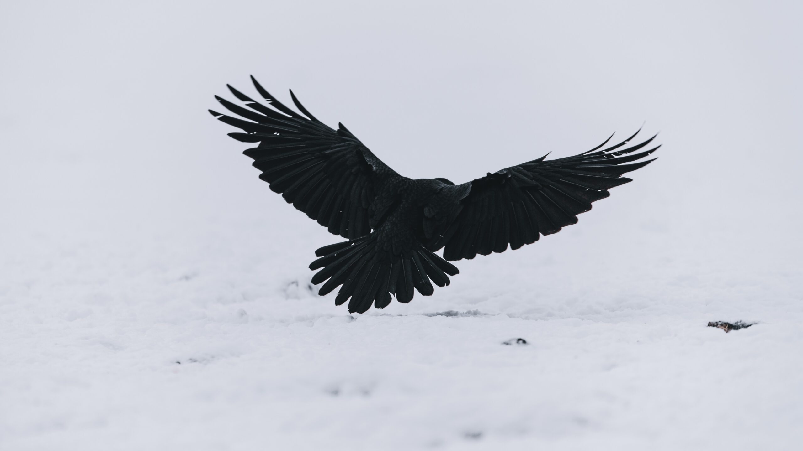Blackbird (Toma esas alas y aprende de nuevo a volar)