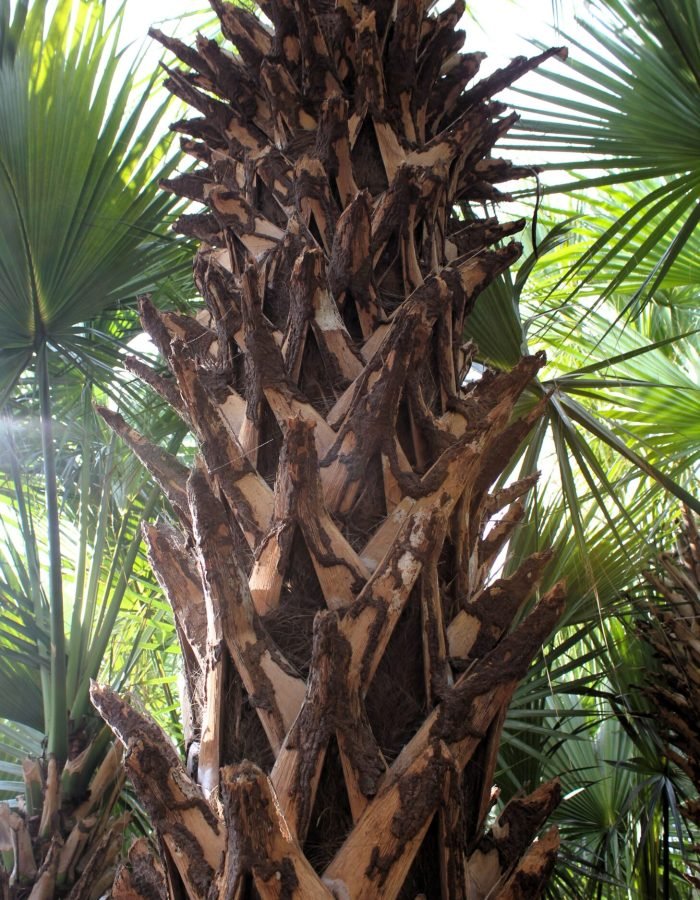La Ventanilla 004