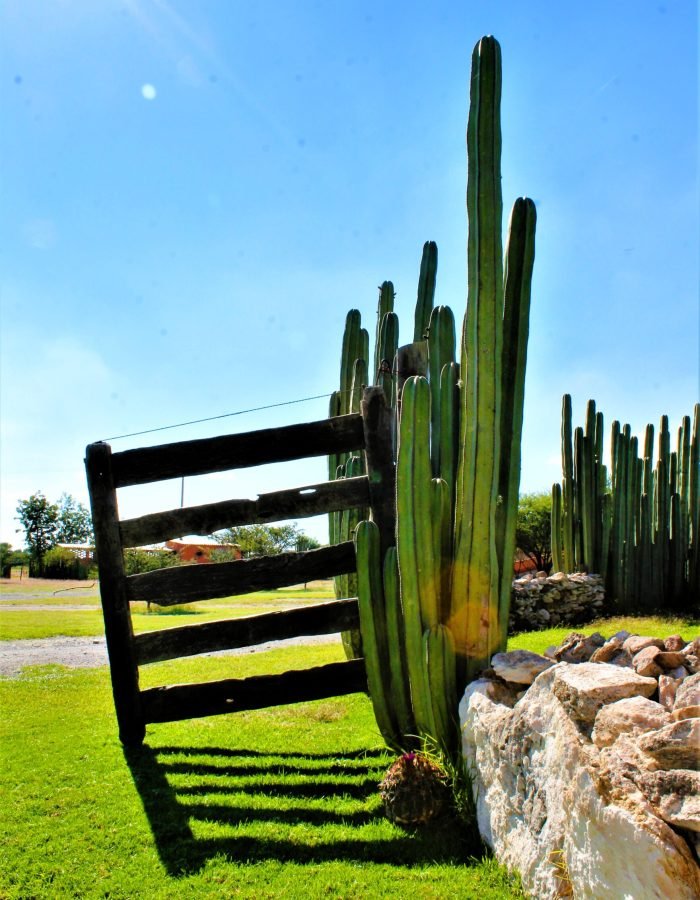 016 Viñedos Azteca