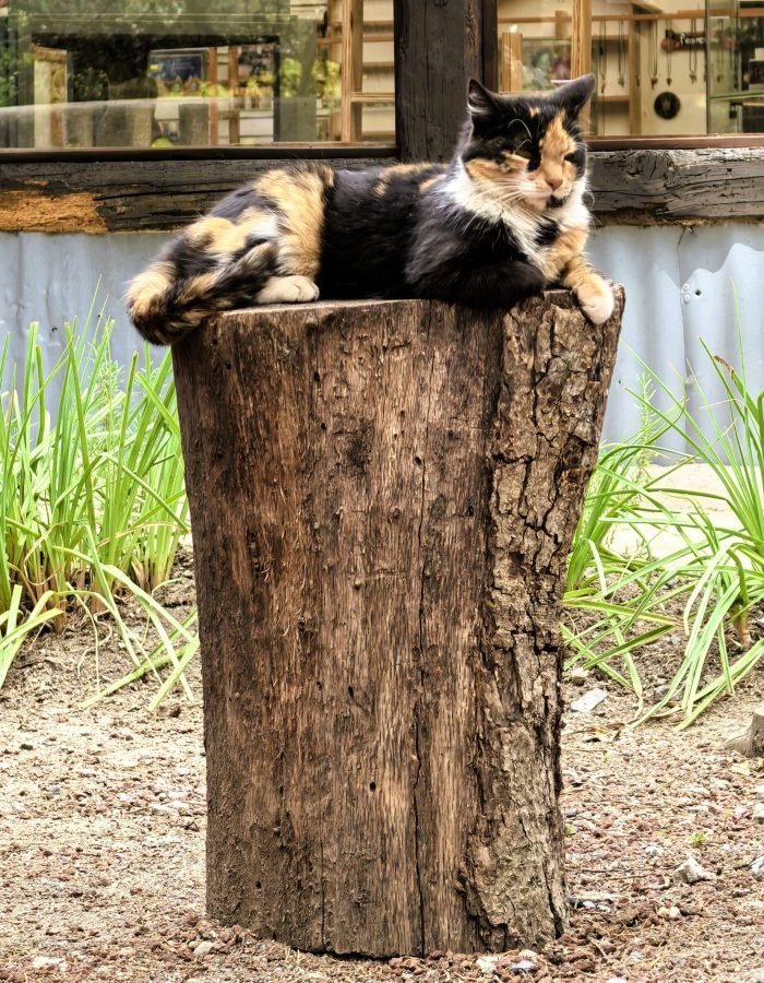 Mina Dos Estrellas 09